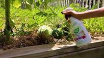 Effective Pest Control with GardenSafe Insecticidal Soap