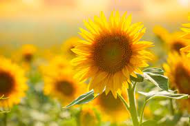 Um sonnenblumenöl zu erhalten, werden die kerne. Sonnenblumen Wann Ist Blutezeit