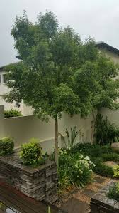 Image result for Heteropyxis natalensis