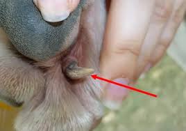 Dog's paws are one of the most functional parts of a canine's body. Nail Like Growth On Dog Tail Foot Pads Cutaneous Horns