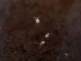 The organ most often is present in species of collembola that lives in the upper soil layers where it is used for jumping to avoid predators. Meine Grosse Leidenschaft Die Phalaenopsis Springschwanze