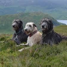 Irish wolfhound puppies for sale. Austonley Irish Wolfhounds Irish Wolfhound Breeder Pet Food Private Dog Walking