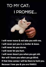Funny Cat Quotes Images Please Re Pin Me And Follow Me Crazy Cats Kittens Responsible Pet Owner
