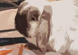 Holland Lop Bunny Lifespan Help Your Bunny Live Longer Rabbit Pros