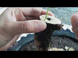 Bougainvillea Grafting Top Stem Graft For 3 Or More Scions Youtube Grafting Bougainvillea Mother Plant