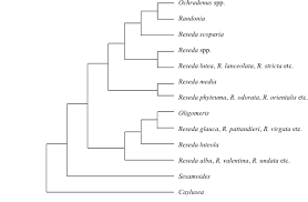 Image result for Pentadiplandraceae