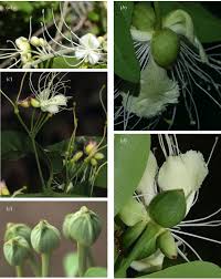 Image result for Capparaceae