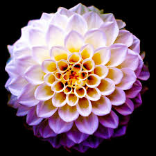 Hours may change under current circumstances Scotts Flowers Nyc Home Facebook