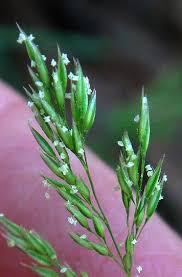 Image result for Agrostis epigejos