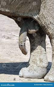 Male elephant penis stock photo. Image of hair, animal - 35427444
