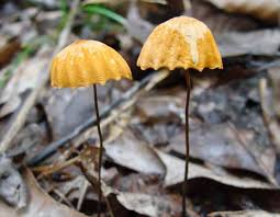 Image result for Marasmius siccus