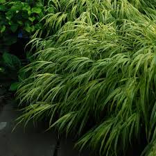 Image result for Hackelochloa
