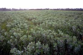 Image result for Vicia faba