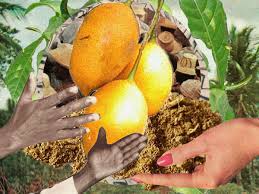 Image result for Tabernanthe