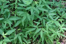 Image result for Desmodium