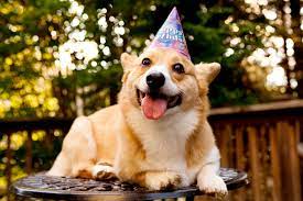 Yep, today is my birthday. Birthday Corgi Blank Template Imgflip