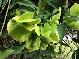 Soon these green butterflies will turn papery brown and will last indefinitely. Mascagnia Macroptera Orchid Vine Butterfly Pea Vine Youtube