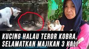 Ular ini saya temukan di depan rumah. Video Kucing Halau Teror Ular Kobra Di Mojokerto Selamatkan Majikan 3 Kali Youtube