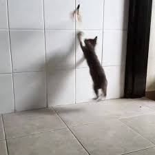 Salah satu khasiat daun kumis kucing adalah dapat memperlancar keluarnya air kemih/ air seni. Find This Kitty A Home Just For Fun Facebook