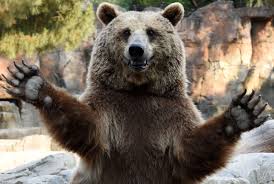 the 20 photographs of the week animals wildlife animals bear
