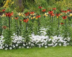 Image result for Sesbania macowaniana