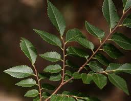 Image result for Ulmaceae