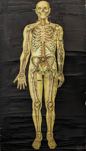 Many prenatal bones fuse postnatal developing neonate and child (about 275). Prints Old Rare Medical Surgical And Anatomy Antique Maps Prints
