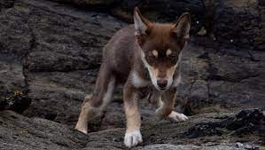 The siberian husky was bred to be a sled dog in northeast asia, and are known for their eagerness to work as well as their impressive endurance. Australian Shepherd Husky Mixed Dog Breed Pictures Characteristics Facts