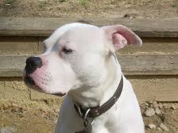 Includes items as well as puppies/dogs. American Bulldog Scott Type Molosser