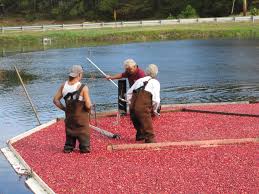 Cape Cod Cranberry Harvest Harwich Remains The Best The Platinum Pebble Boutique Inn