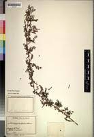 Image result for Indigofera zenkeri