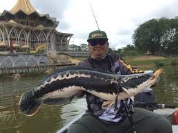 Ikan yang bernilai komersial penting ini menyebar terutama di perairan paparan benua asia, mulai dari dalam bahasa inggris senangin dikenal dengan nama fourfinger threadfin, giant threadfin, atau indian salmon. Jejak Tiong Sarawak Majalah Sirip