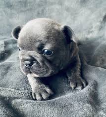 French bulldog puppies for sale. Blue French Bulldog Under 400 Dollars Classifieds On In All For Sale Pets