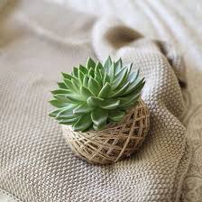 Lindy Jackson (lindyjackson58)