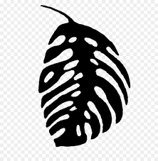 Monstera Leaf Png Download 650 909 Free Transparent Black White M Png Download Cleanpng Kisspng And reuse without leaving damage or… green leafed plant , tropics jungle tropical rainforest , green coconut leaves transparent background png clipart. monstera leaf png download 650 909