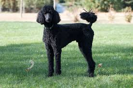 Fondant was stenciled with black royal icing for damask. Poodle Wikipedia