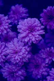 Color Purple Lavender Passion Purple Mums Purple Flowers Beautiful Flowers