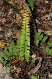 Image result for Adiantum incisum