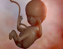 Fetus 3d Models Cgtrader