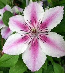 Maybe you would like to learn more about one of these? Star Shaped Flowers Clematis Darius Susan Rushton