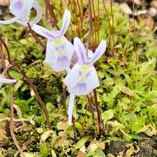 Image result for Utricularia scandens