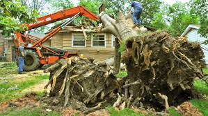 Tree Demolition D H Tree Stump Tree Removal Cost Tree Removal Service Tree Removal