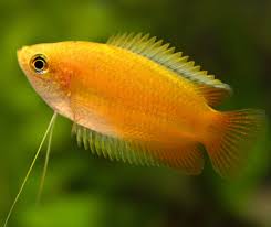 Honey Gourami Trichogaster Chuna Fresh N Marine Freshwaterfishonline Fresh Water Fish Tank Aquarium Fish Aquarium Fish Tank