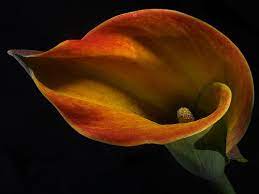 Just Go With The Flow Calla Lily Calla Lillies Flowers Photography