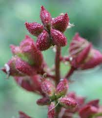 Es reicht schon, wenn ein molekül gespiegelt wird. Dictamnus Brennender Busch 1a Pflanzen Kaufen Baldur Garten