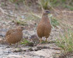 Pin On Birds