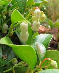 Image result for Galenia procumbens