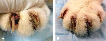 Senior Cat With Front Paw Swelling Pain Today S Veterinary Practice