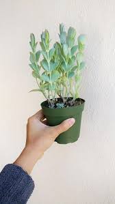 Kalanchoe Panamensis Kalanchoe Marnieriana Tall Green