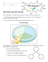 The cell cycle is a circular pathway in which a cell grows. The Cell Cycle